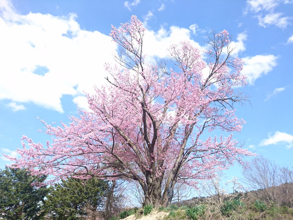 長野　信州　桜