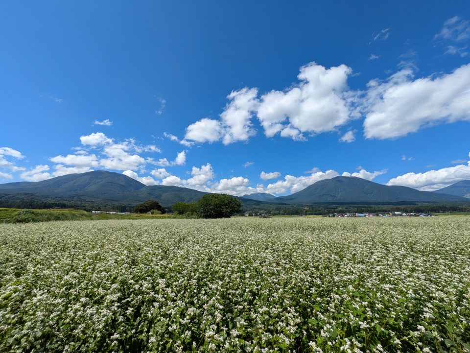 信州信濃町の蕎麦の花