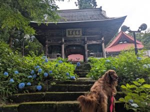 飯山　あじさい寺